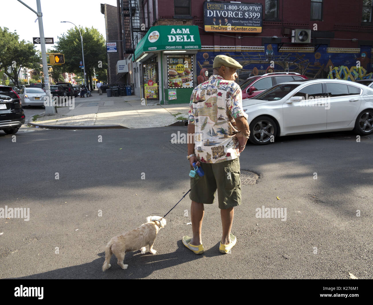 Man walking dog in the Bedford Stuyvesant section of Brooklyn, NY, Aug