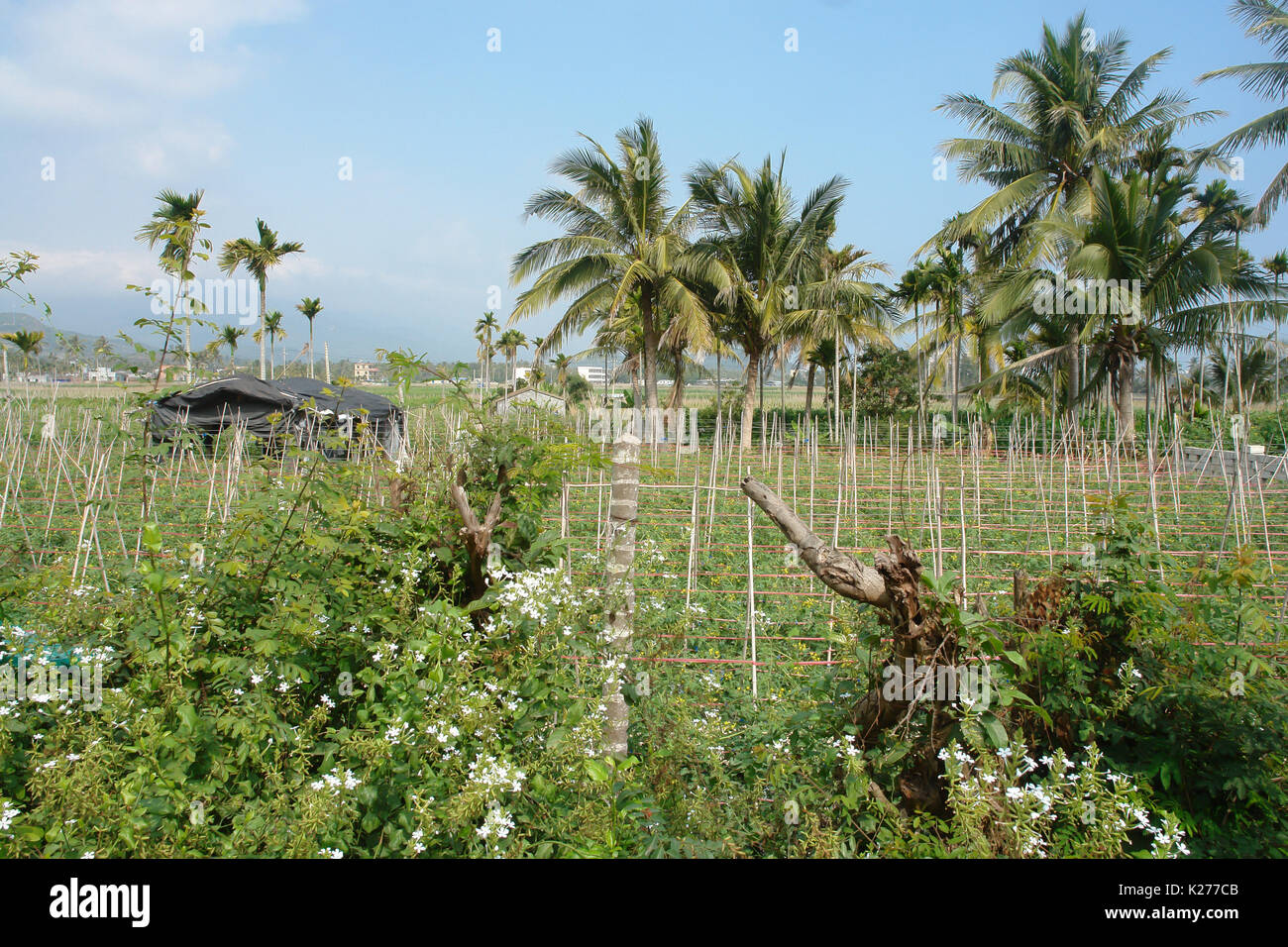 coconut grove and beans Stock Photo Alamy