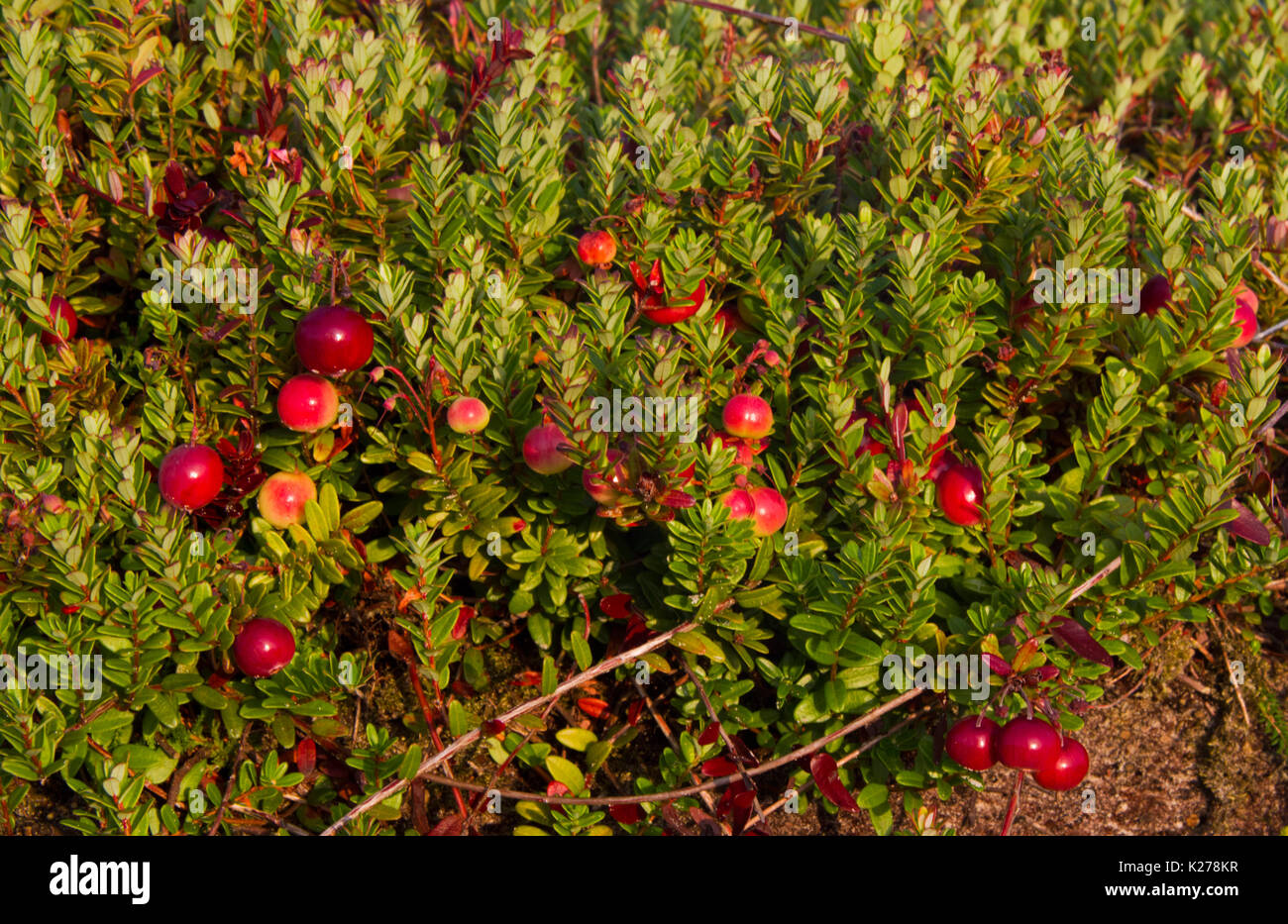 Almost ripe Cranberries, Vaccinium macrocarpon Stock Photo