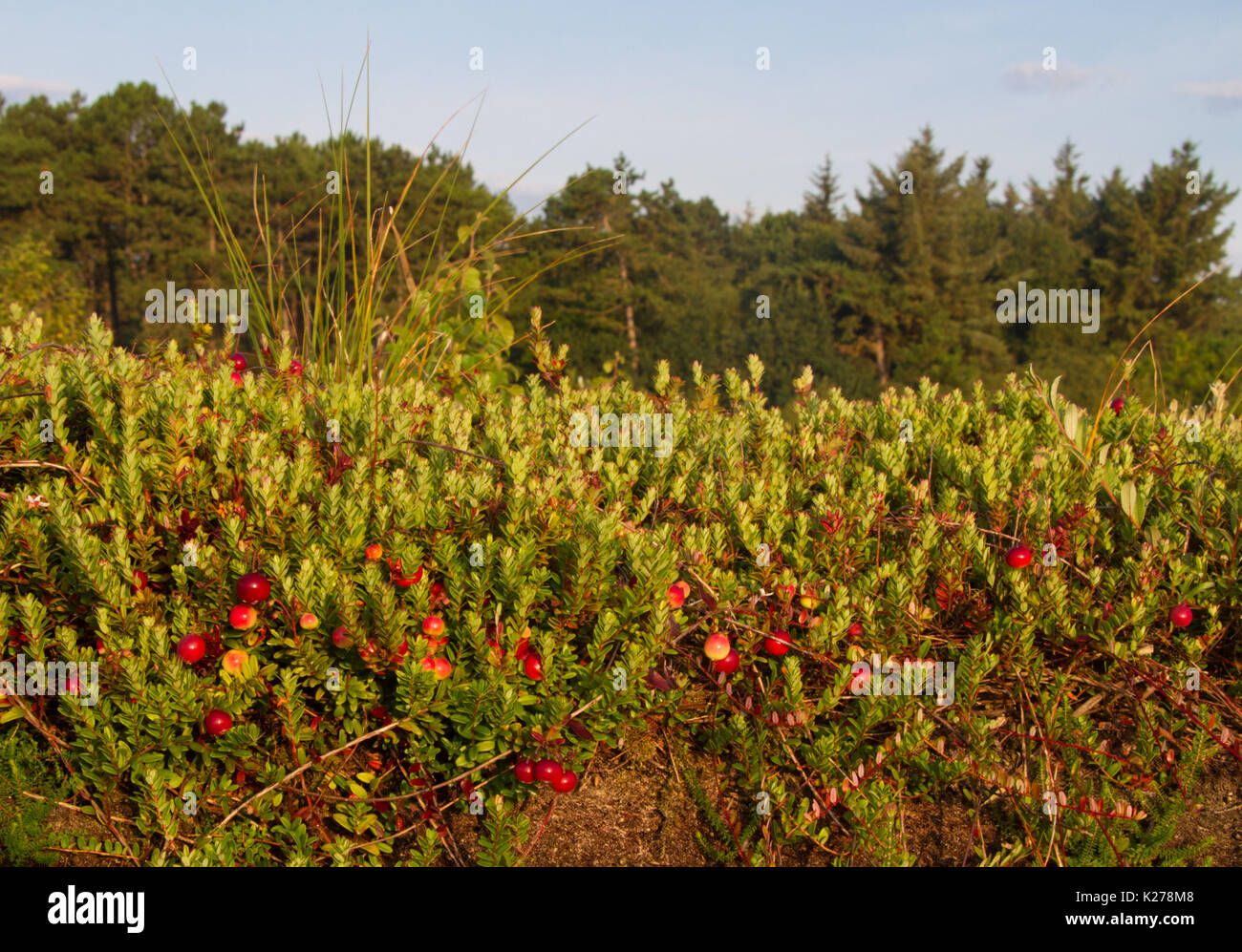Almost ripe Cranberries, Vaccinium macrocarpon Stock Photo