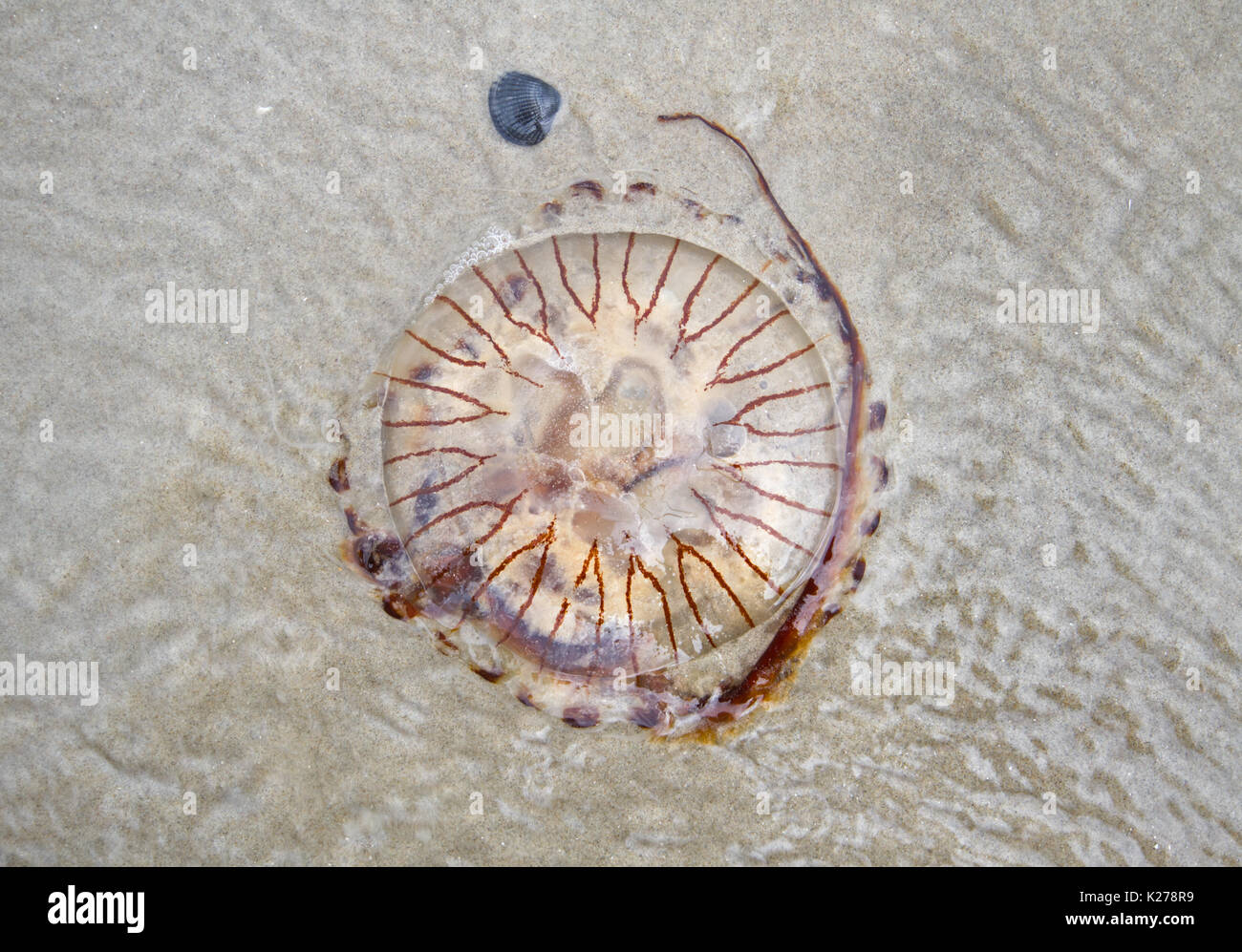 Compass jellyfish washed up the beach Stock Photo