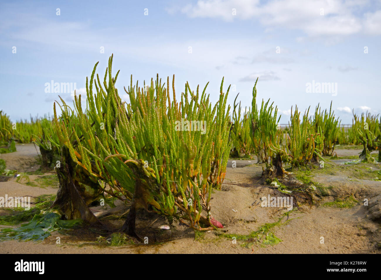 Common glasswort on a tidal mudflat Stock Photo