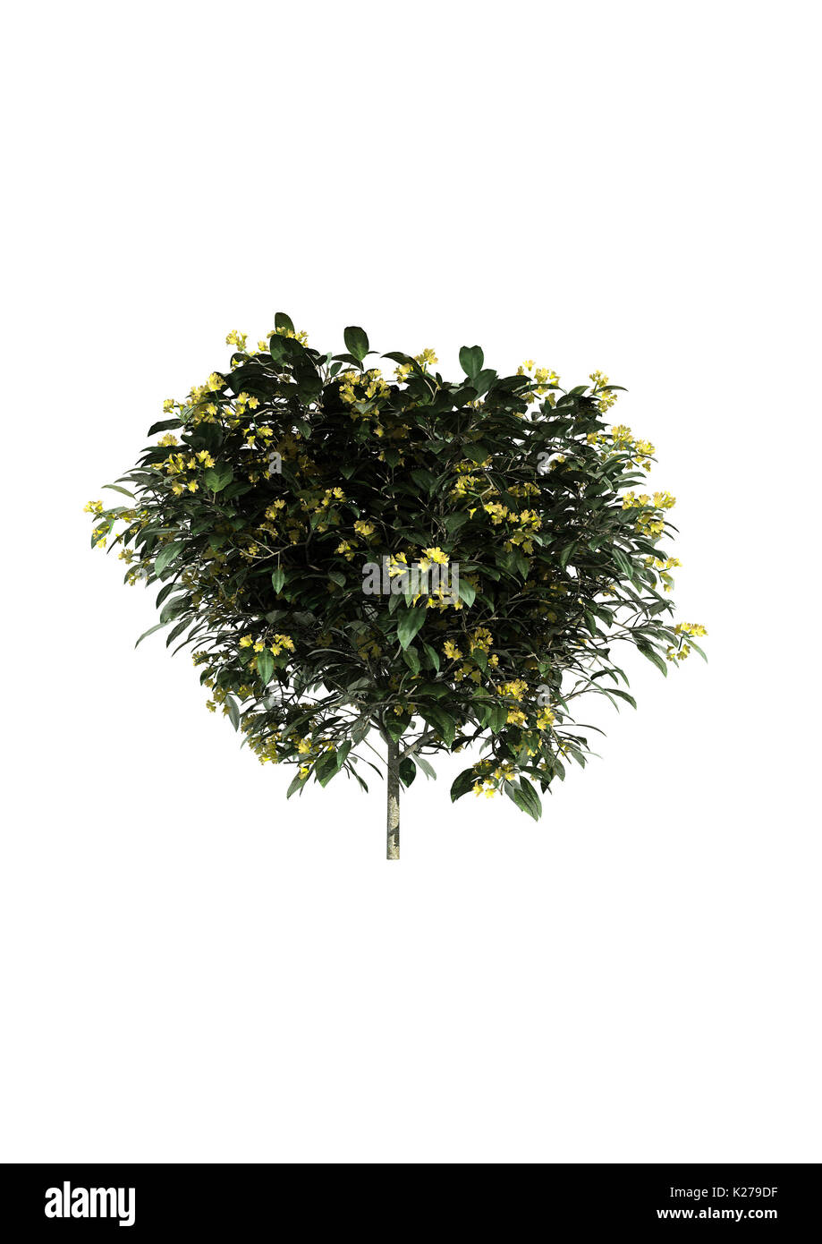 3d rendering of a realistic green tree isolated on white Stock Photo ...