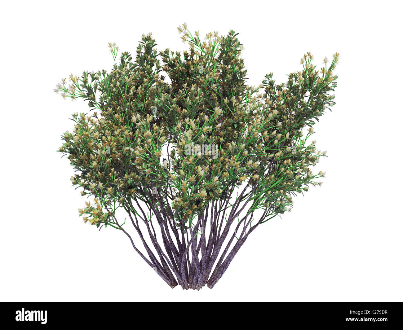 3d rendering of a realistic green tree isolated on white Stock Photo ...