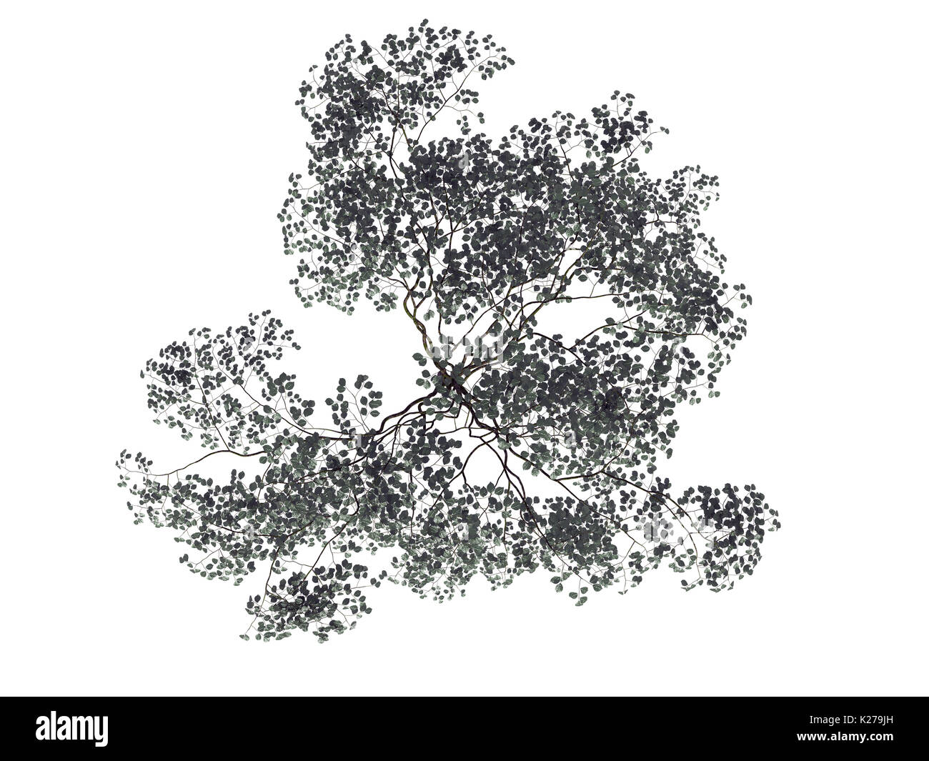 3d rendering of a realistic green top view tree isolated on white Stock