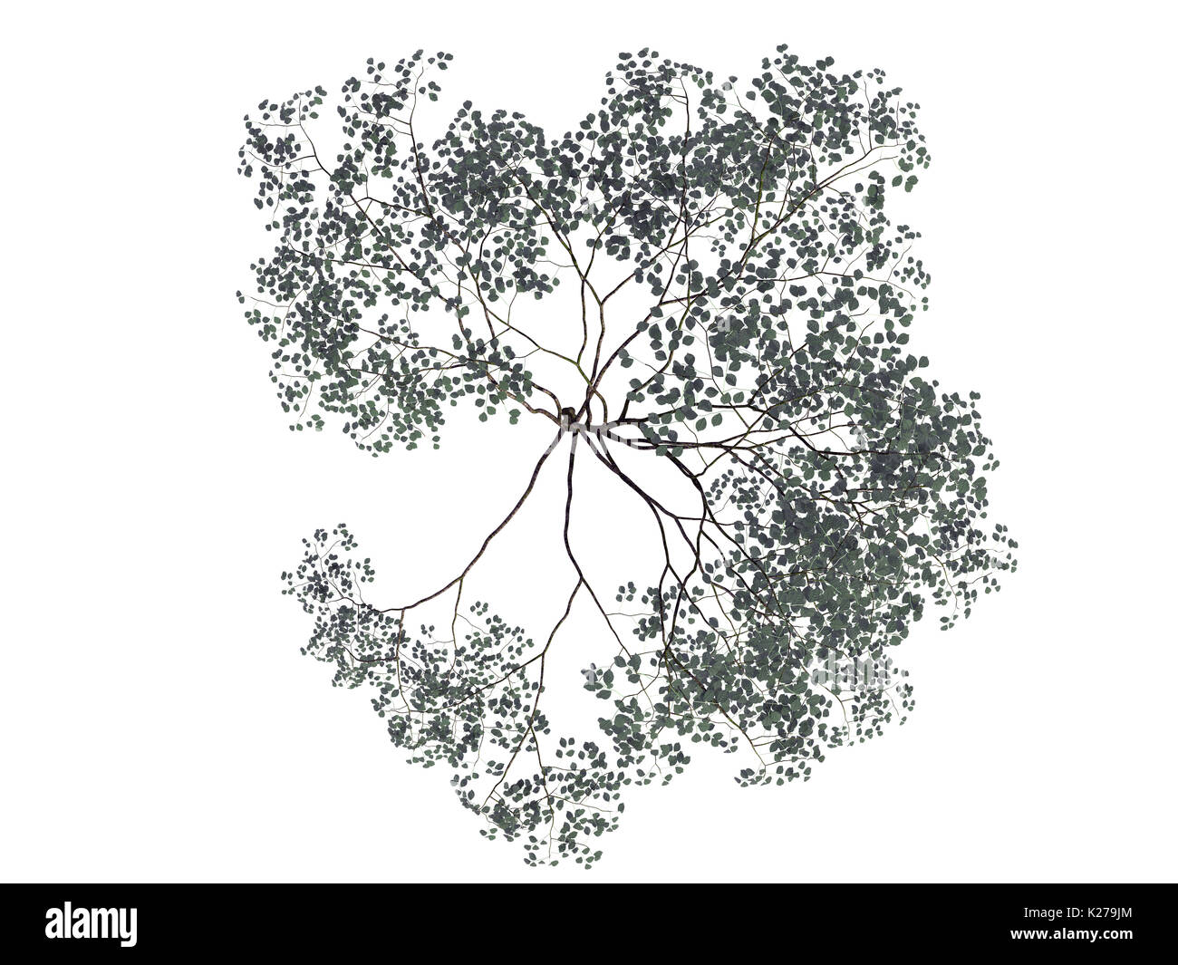 3d rendering of a realistic green top view tree isolated on white Stock