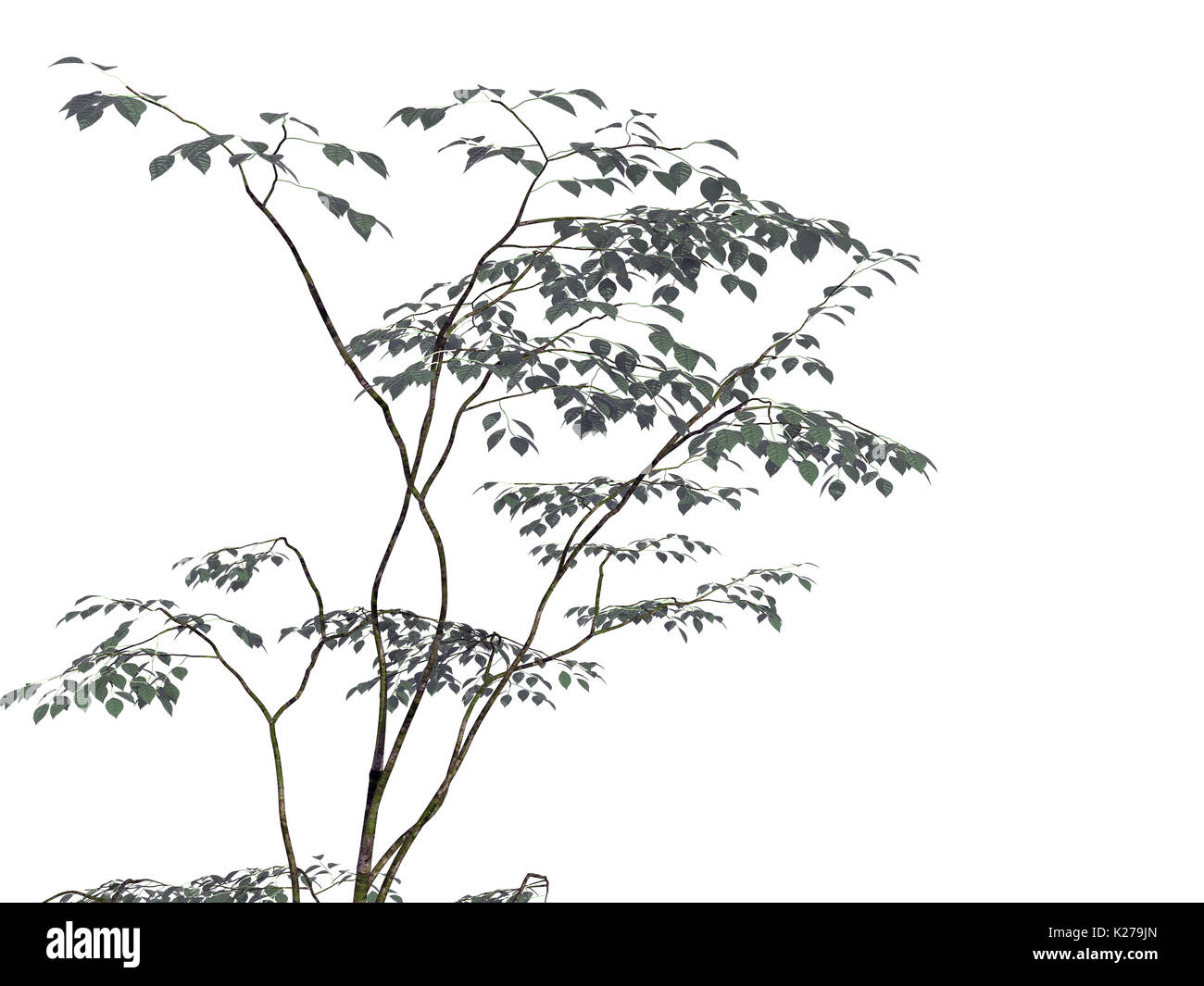 3d rendering of a foreground tree branch isolated on white Stock Photo