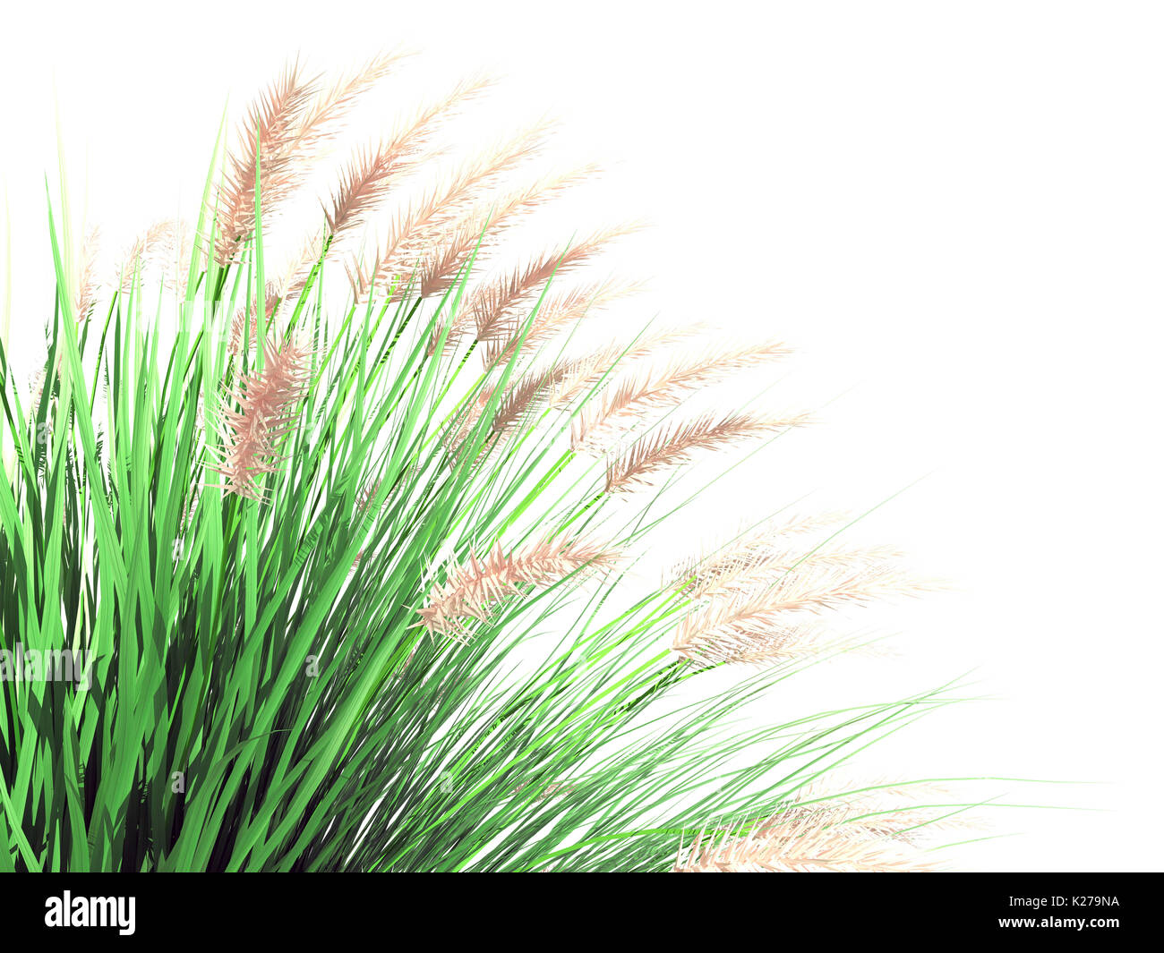 Images 3d Rendering Of A Foreground Flower Bush Isolated On White Stock le plus cool par
