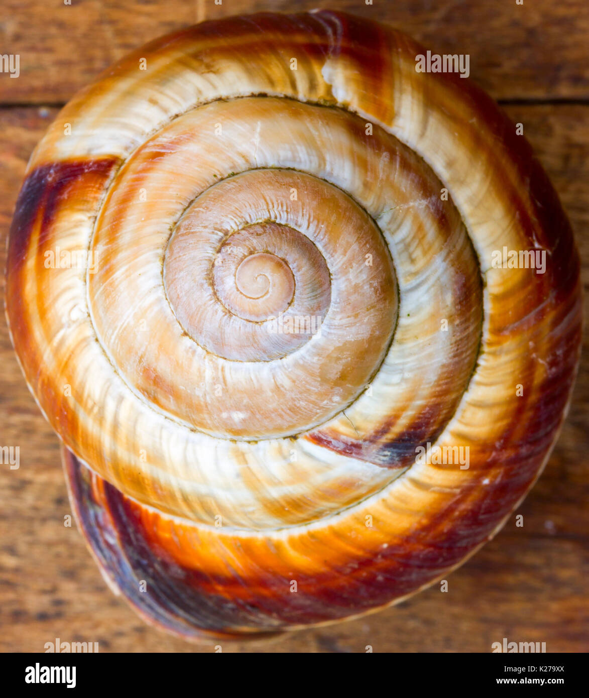 Fibonacci spirals hires stock photography and images Alamy