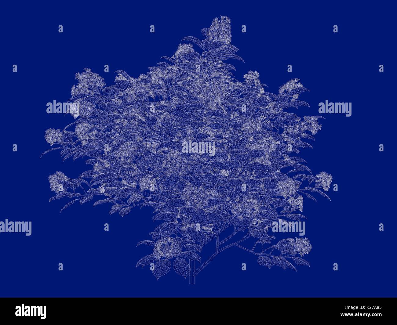 Bush Rendering Drawing 3d rendering of an outlined bush blueprint isolated on blue background ...