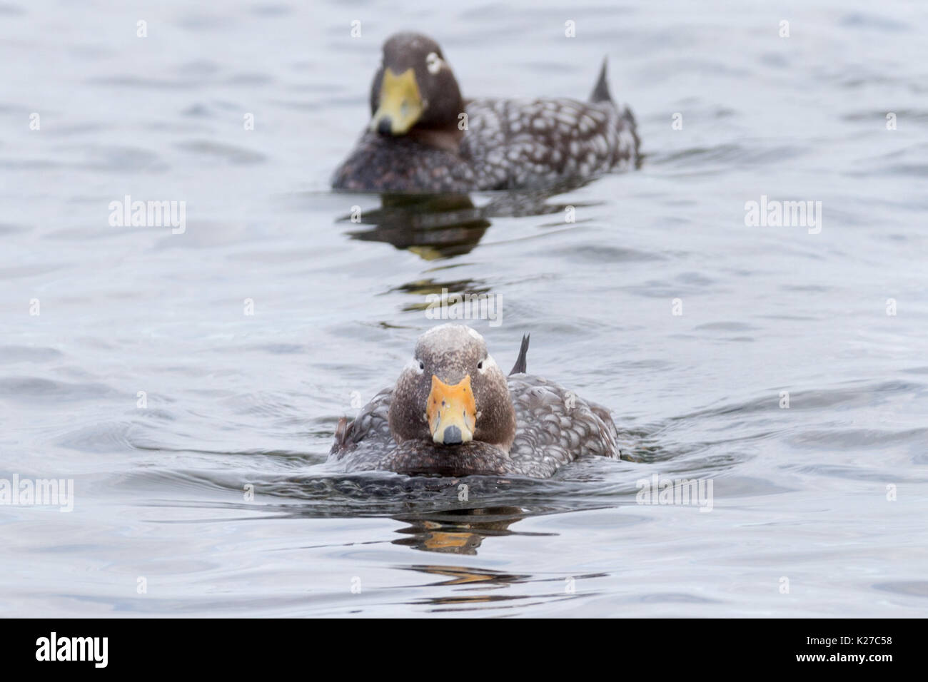 Male & Female Falkland SteamerDuck Tachyeres brachypterus flightless