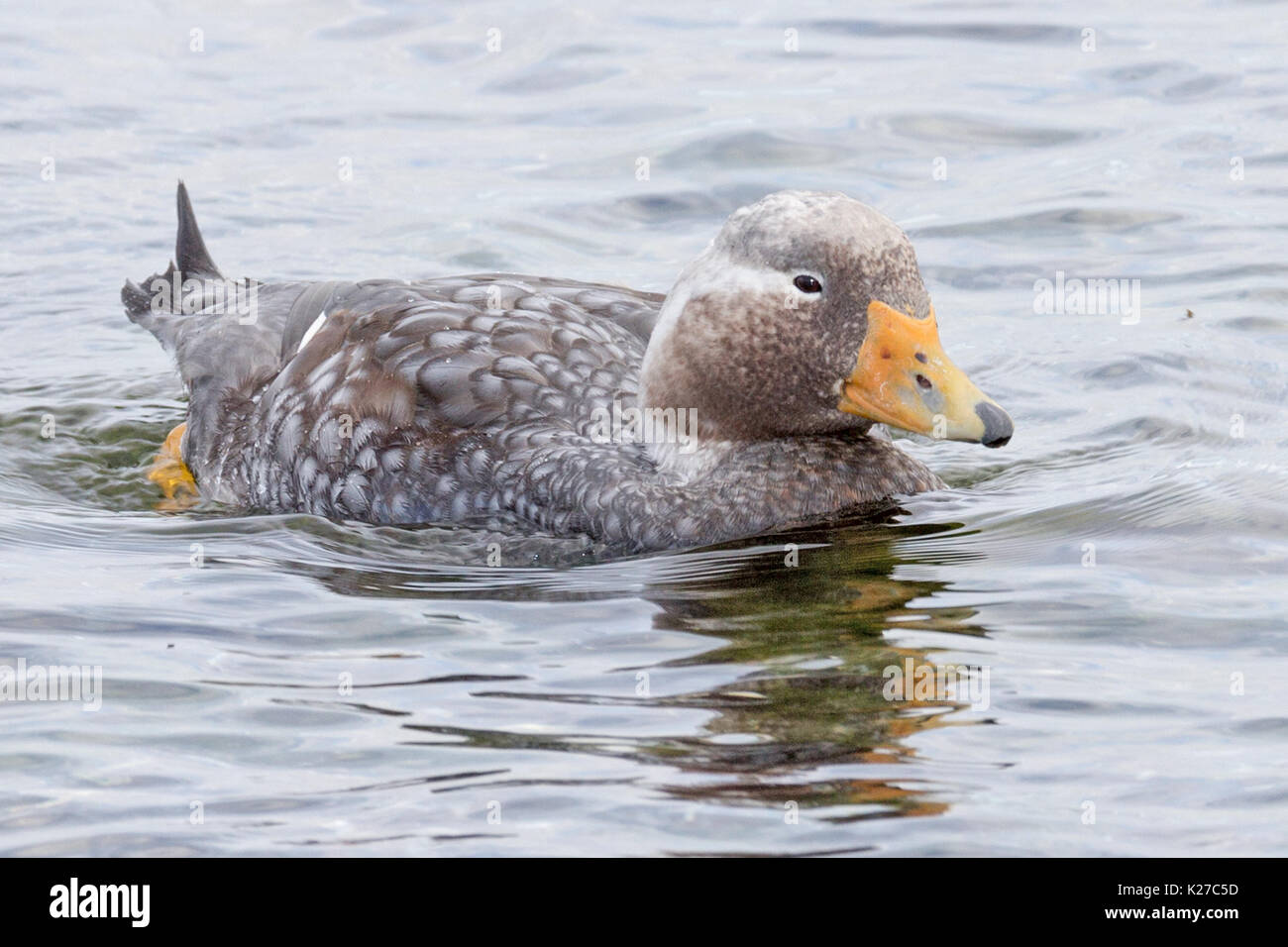 Male Falkland SteamerDuck Tachyeres brachypterus flightless Darwin