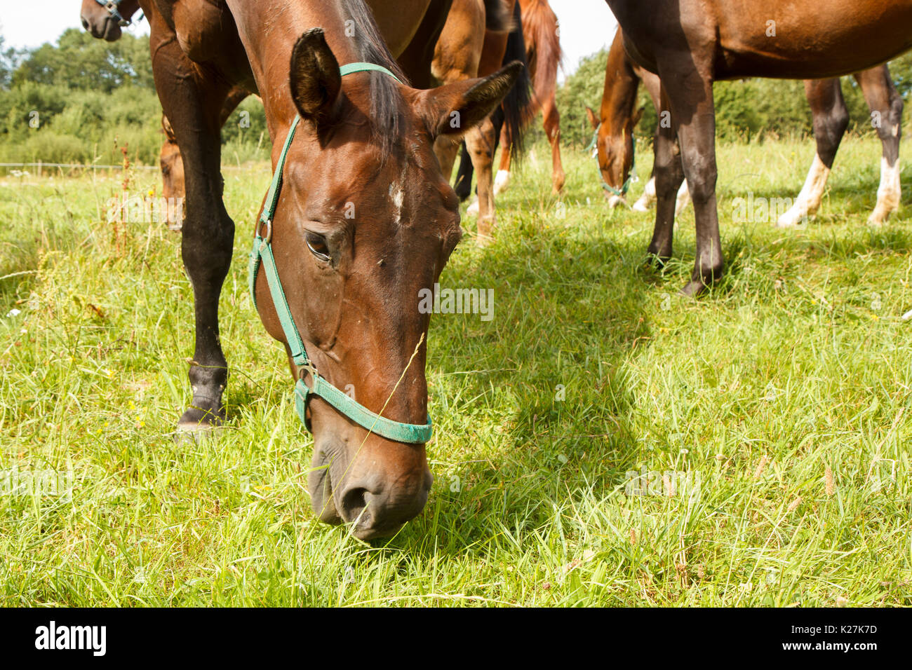 Image showcasing horse eating grass Stock Photo - Alamy