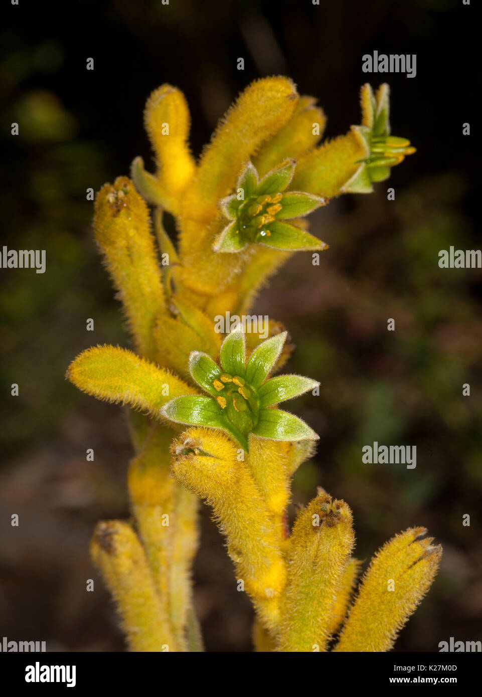 Unusual bright yellow and green flowers of Anigozanthos -  kangaroo paw, a drought tolerant Australian native plant Stock Photo