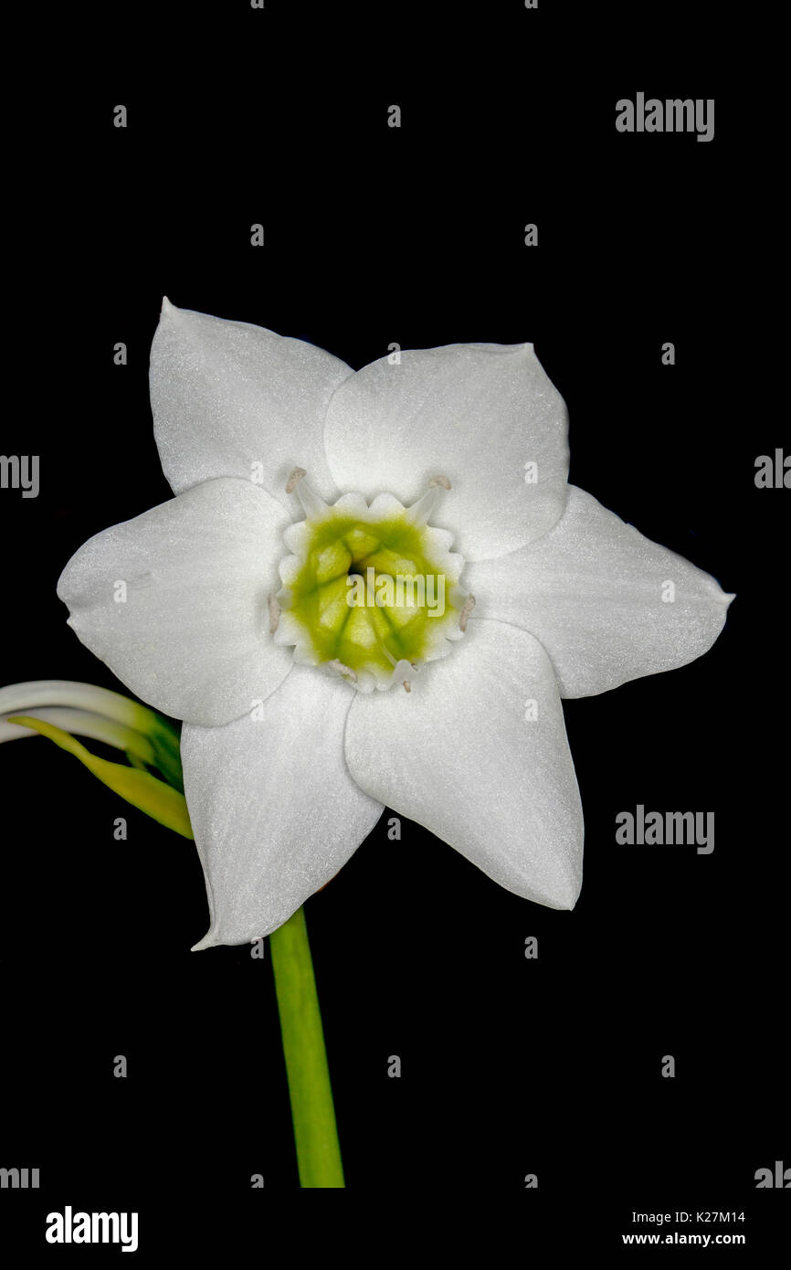 Beautiful white flower of Eucaris lily / Amazonian lily, Eucaris amazonica syn. grandiflora, on black background Stock Photo