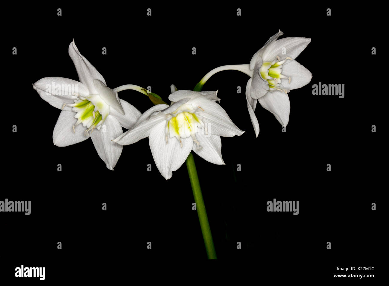 Eucaris hi-res stock photography and images - Alamy