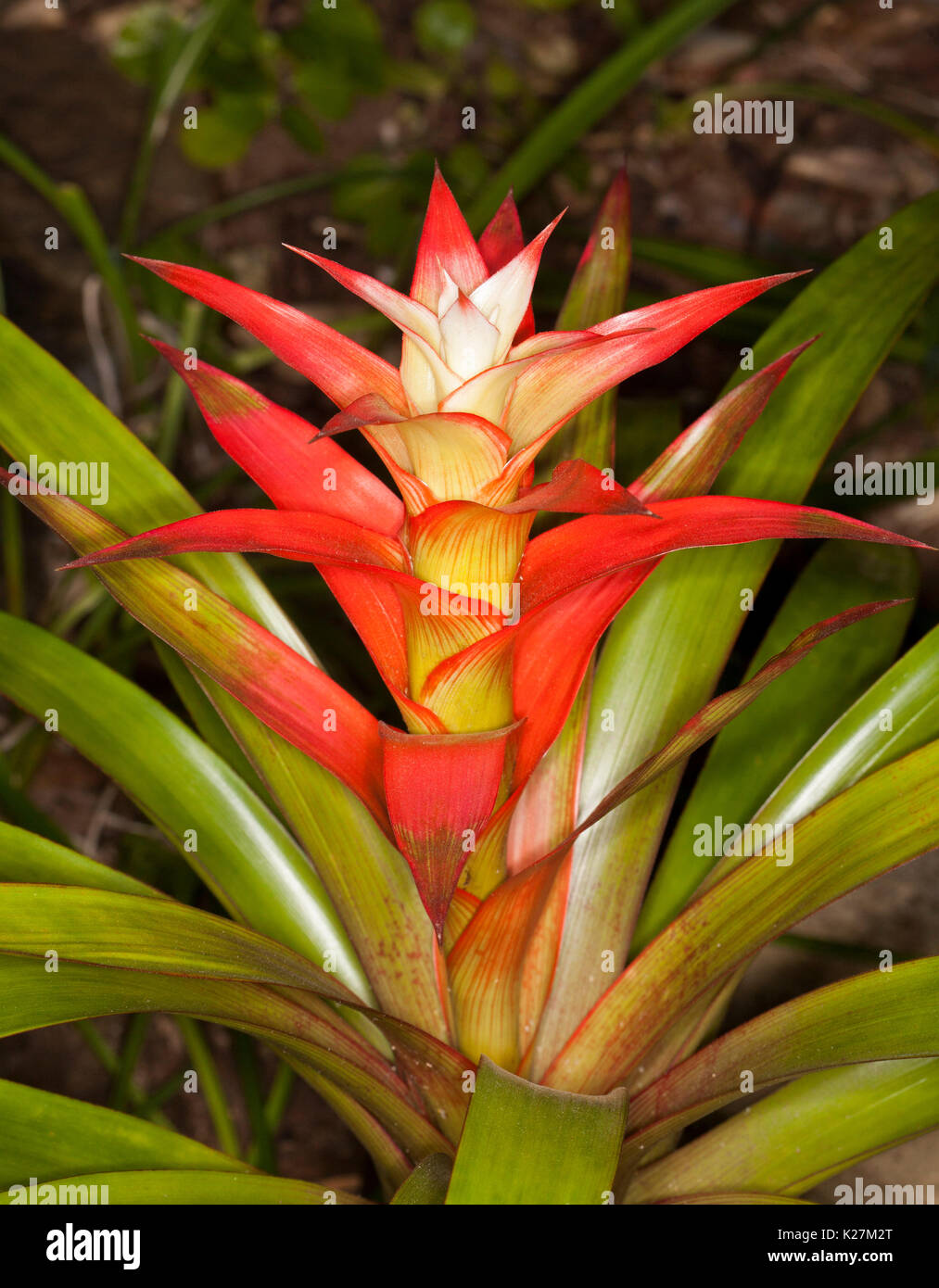 Vivid fire red bracts with white centre surrounded by green leaves of Guzmania species, a bromeliad Stock Photo