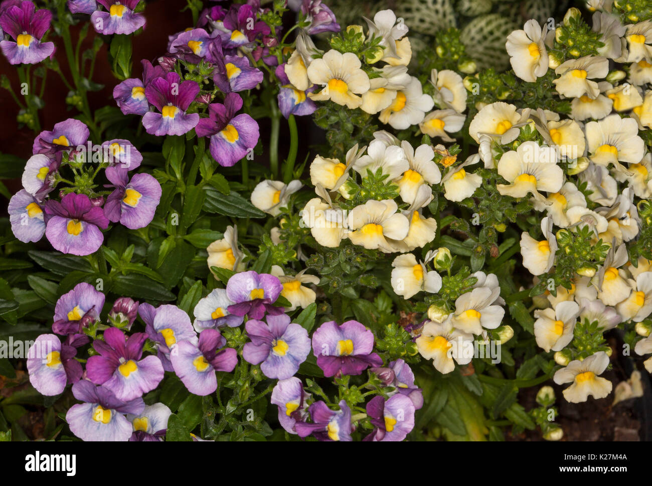 Cluster of flowers in contrasting colours, yellow and purple flowers of Nemesia 'Fruit Tingle' with dark green leaves Stock Photo