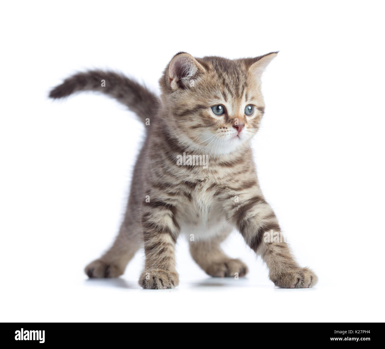 Young funny cat front view standing isolated Stock Photo - Alamy