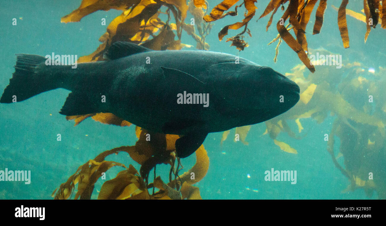 Giant sea bass fish Stereolepis gigas floats among giant kelp