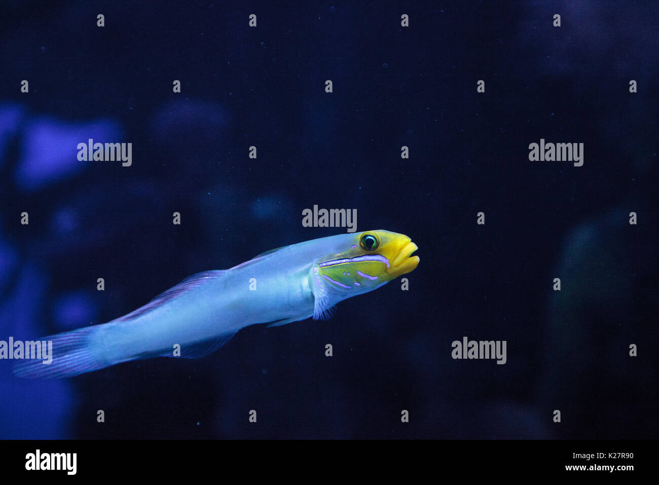 Sleeper Gold Head Goby fish Valenciennea strigata is found in the Indian Ocean and Pacific Ocean Stock Photo