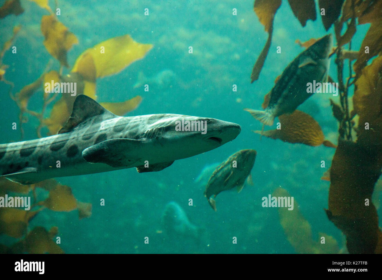 Leopard shark Triakis semifasciata is a species of carpet shark and is found throughout the tropical Indo-Pacific. Stock Photo