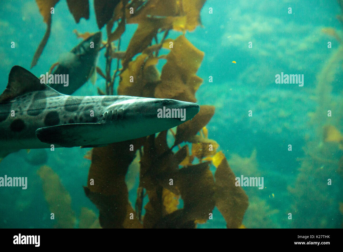 Leopard shark Triakis semifasciata is a species of carpet shark and is found throughout the tropical Indo-Pacific. Stock Photo