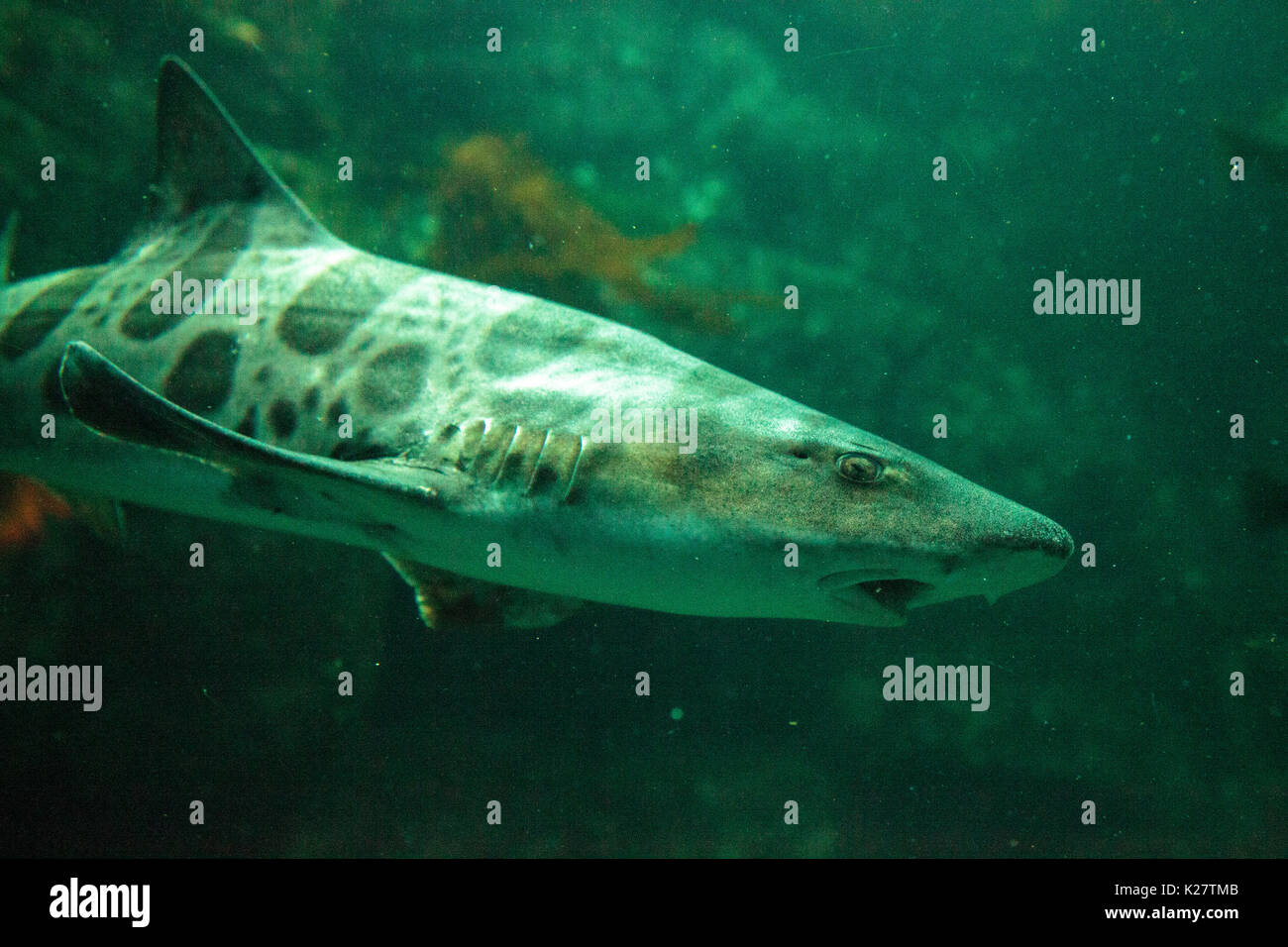 Leopard shark Triakis semifasciata is a species of carpet shark and is found throughout the tropical Indo-Pacific. Stock Photo