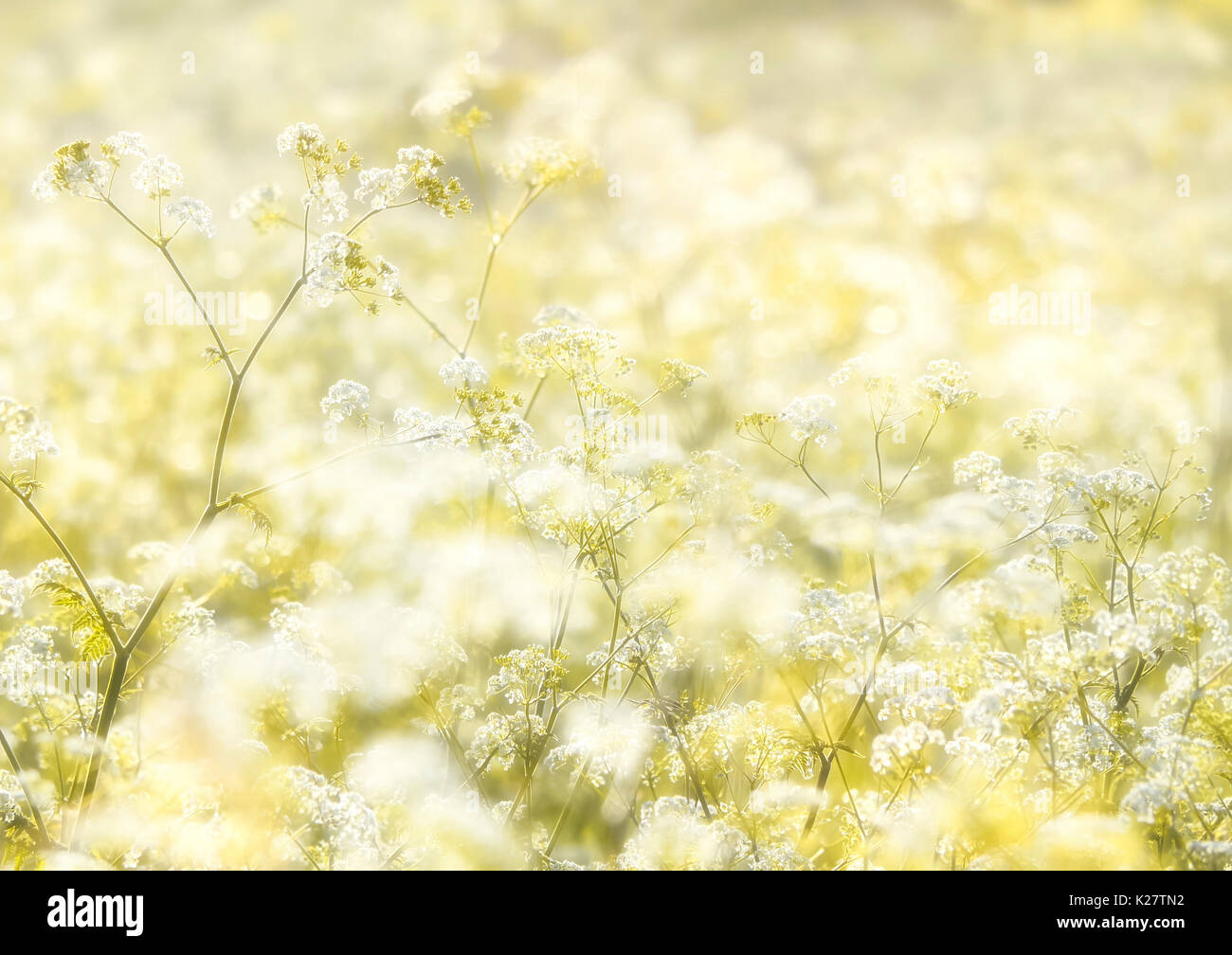 Cow Parsley in a meadow in warm light Stock Photo