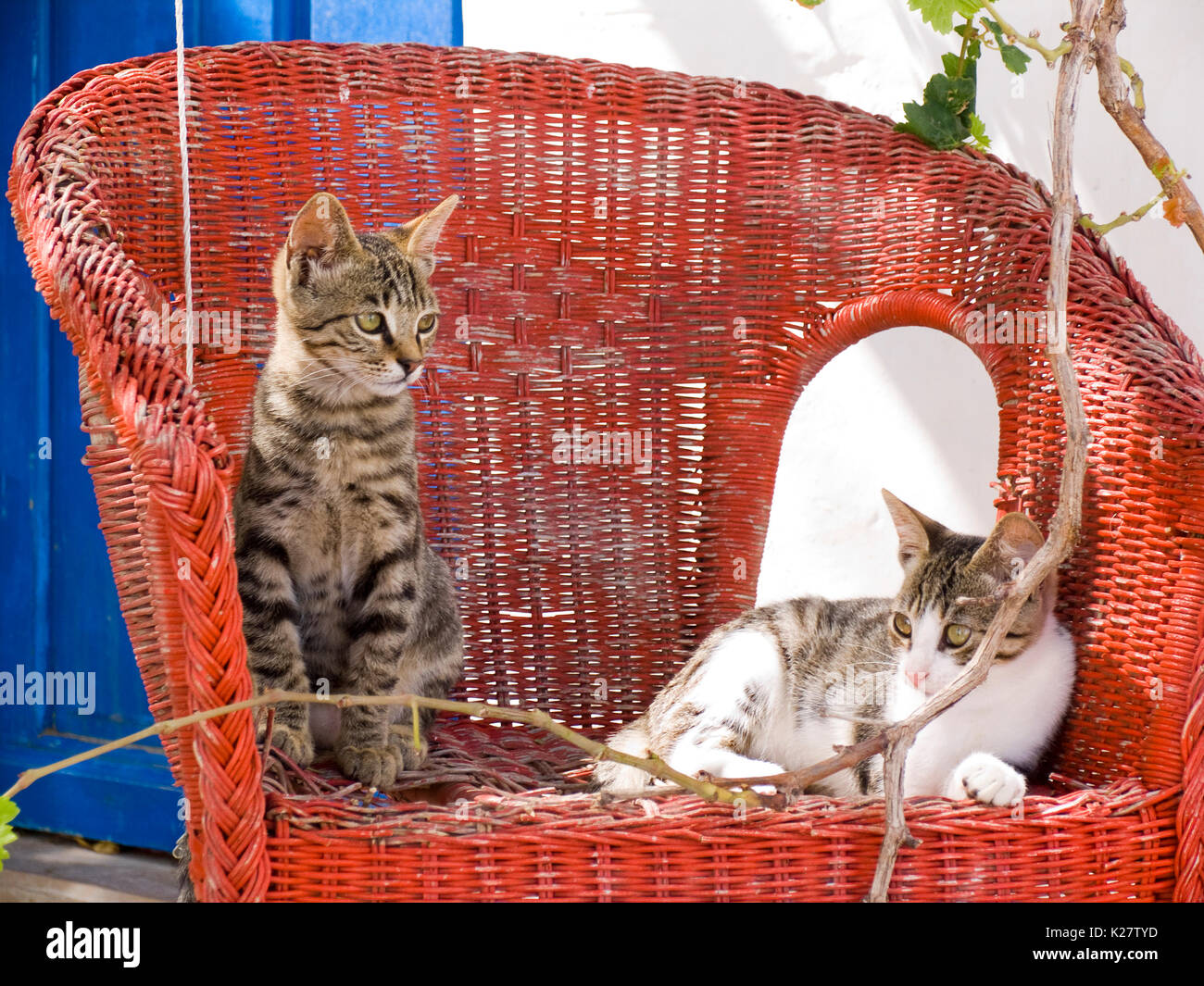 europe, greece, dodecanese, astypalea island, cats Stock Photo