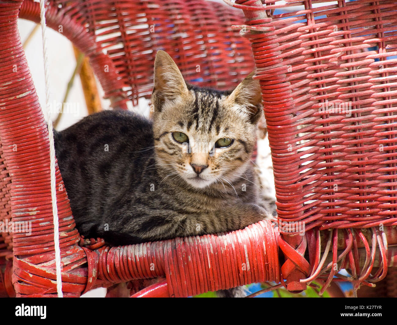 europe, greece, dodecanese, astypalea island, cat Stock Photo