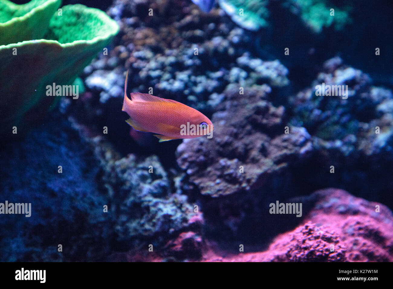 Lyretail Anthias fish known as Pseudanthias squamipinnis in the middle of blue green Chromis fish in a coral reef. Stock Photo