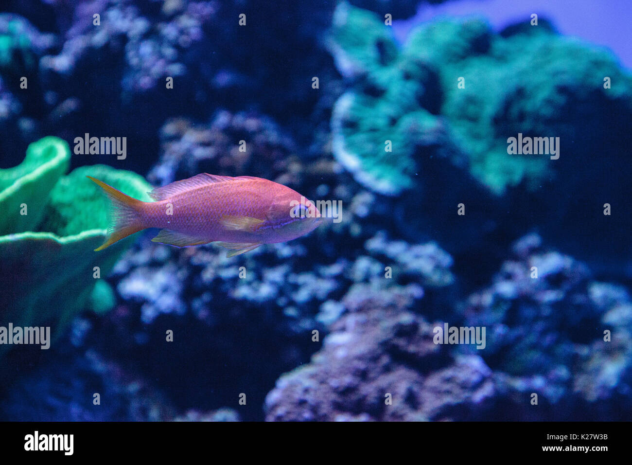Lyretail Anthias fish known as Pseudanthias squamipinnis in the middle of blue green Chromis fish in a coral reef. Stock Photo