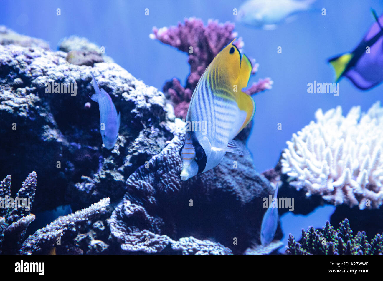 Raccoon butterflyfish Chaetodon lunula is found in the Indo-Pacific region. Stock Photo