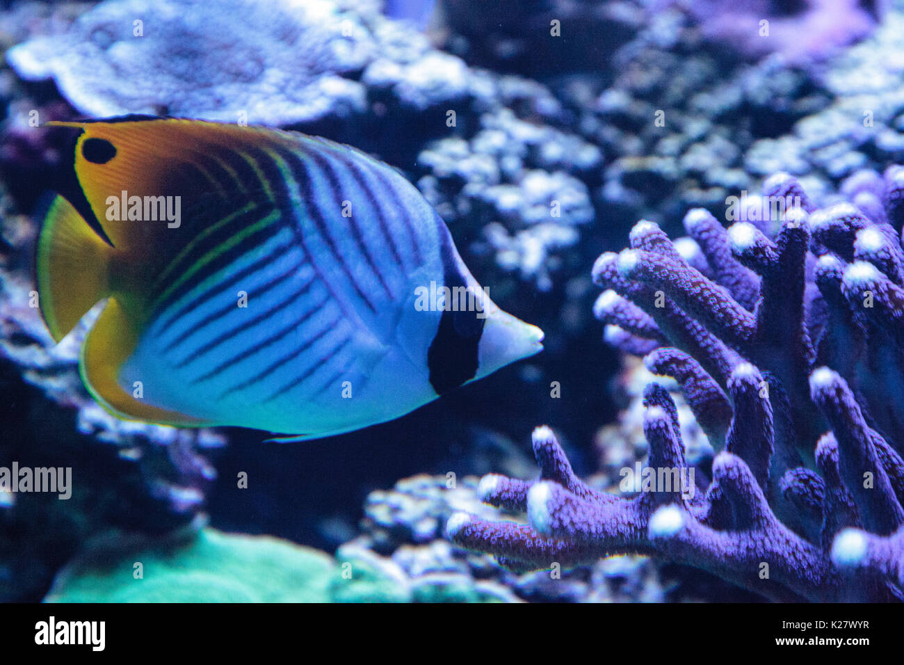 Raccoon butterflyfish Chaetodon lunula is found in the Indo-Pacific region. Stock Photo