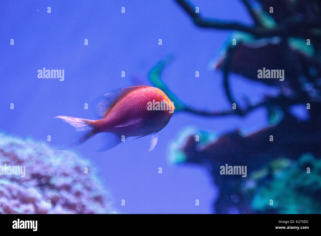 Sunburst anthias fish Serranocirrhitus latus also called Hawkfish anthias Stock Photo