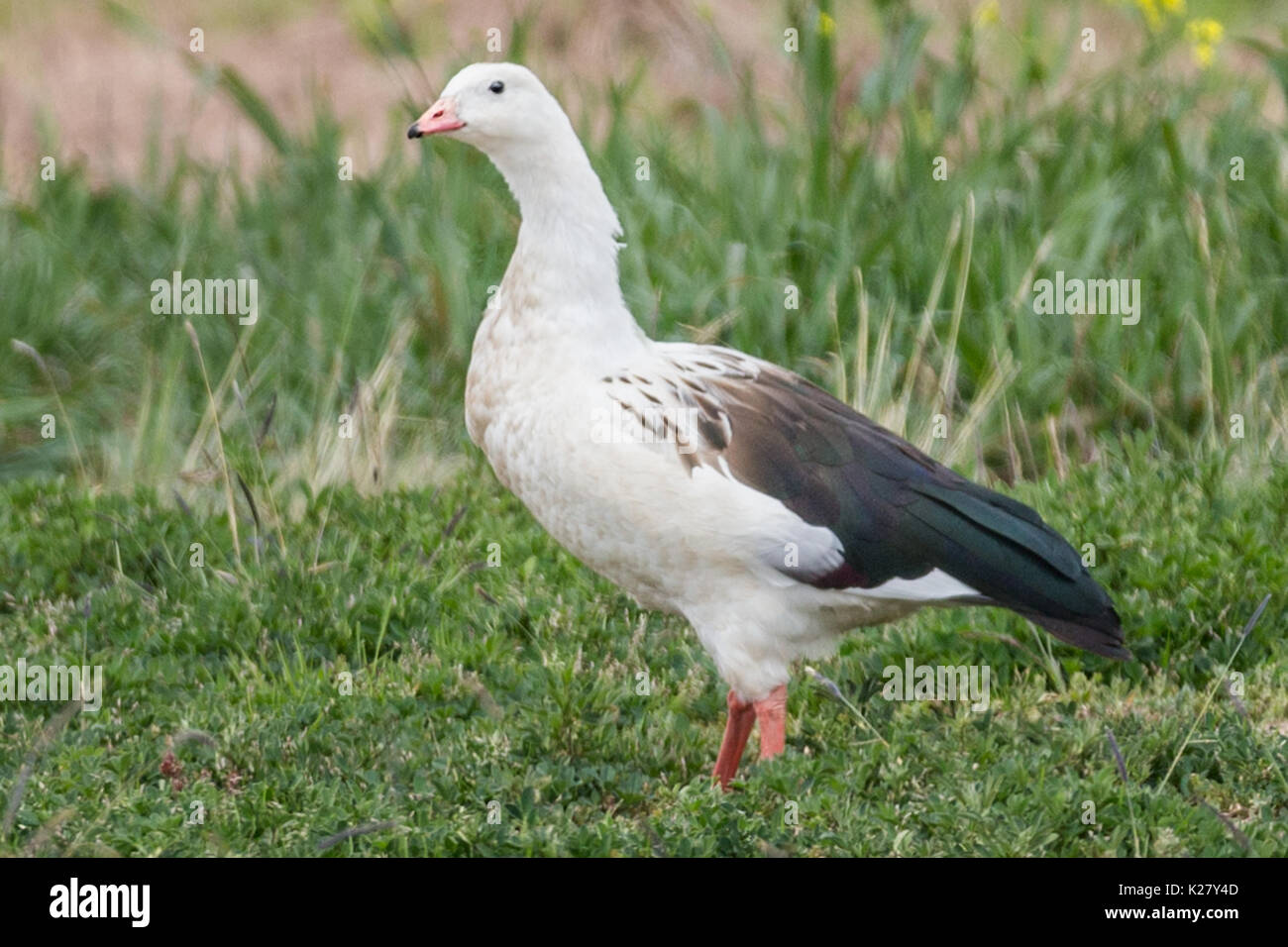 Andean Goose (Chloephaga melanoptera) Alti Plano Peru Stock Photo