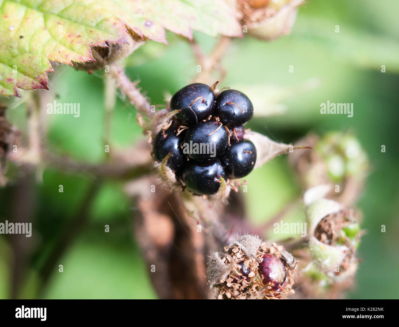 single wild blackberry odd funny looking poisonous forage; England; UK