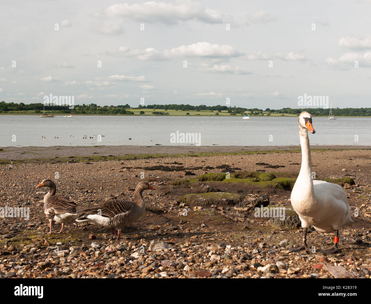 Bean Geese Uk High Resolution Stock Photography and Images - Alamy