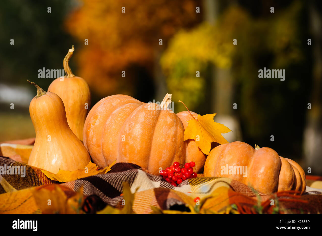 Autumn thanksgiving still life with pumpkins Stock Photo