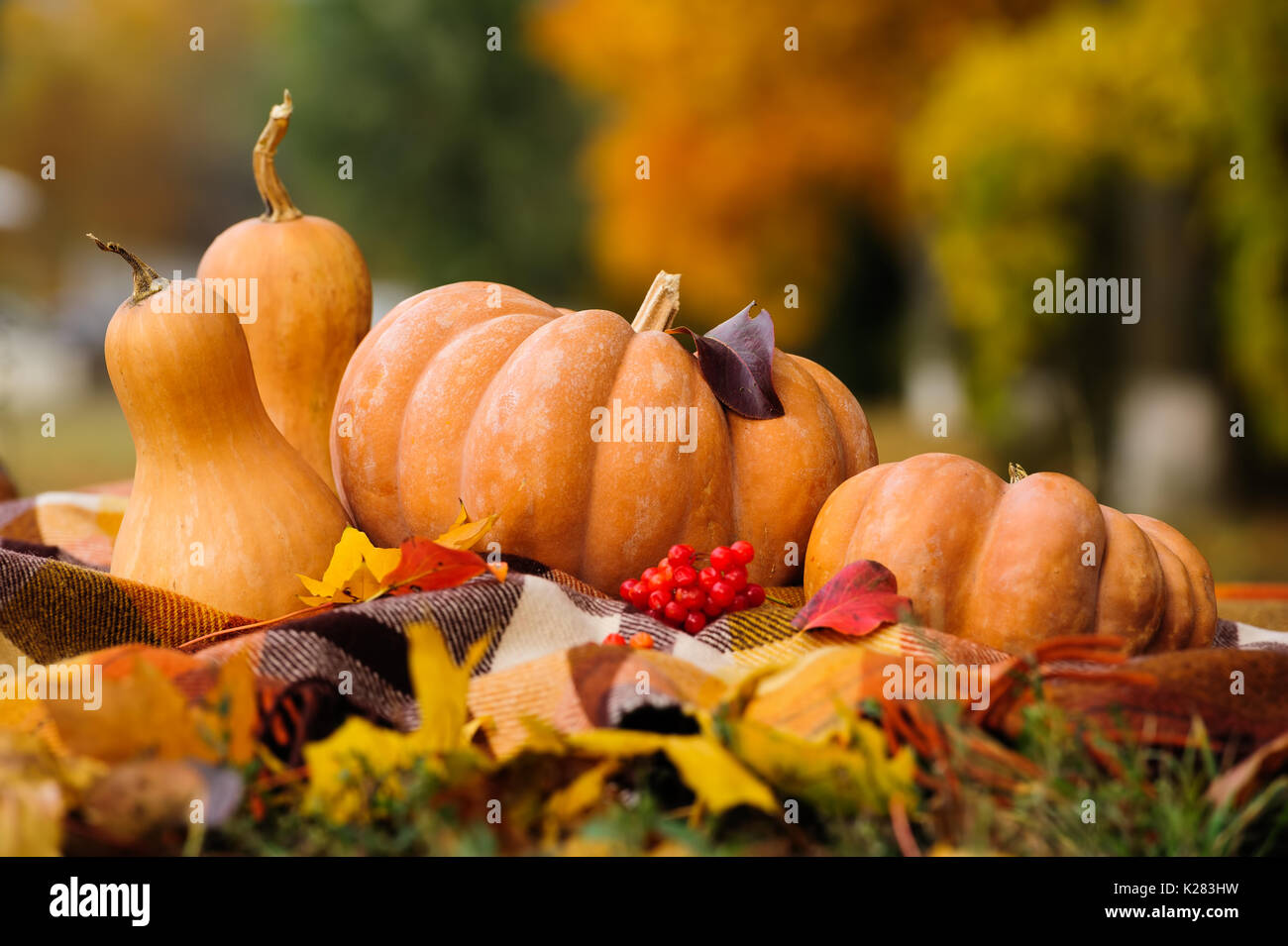 Autumn thanksgiving still life with pumpkins Stock Photo - Alamy