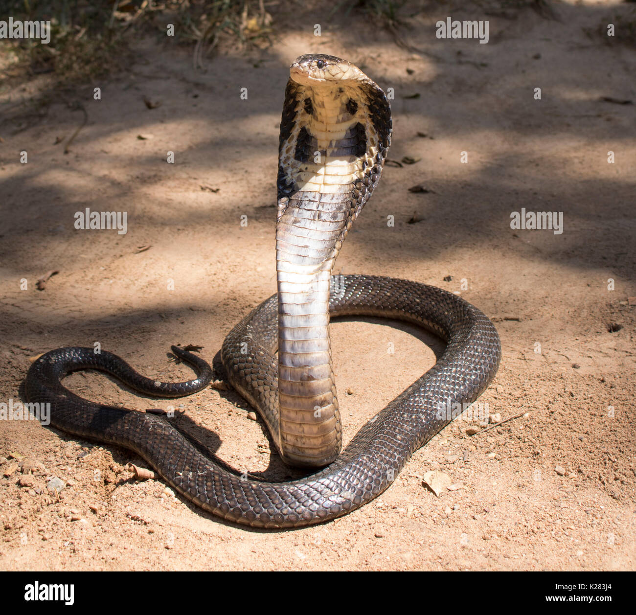 Cobra attack hi-res stock photography and images - Alamy