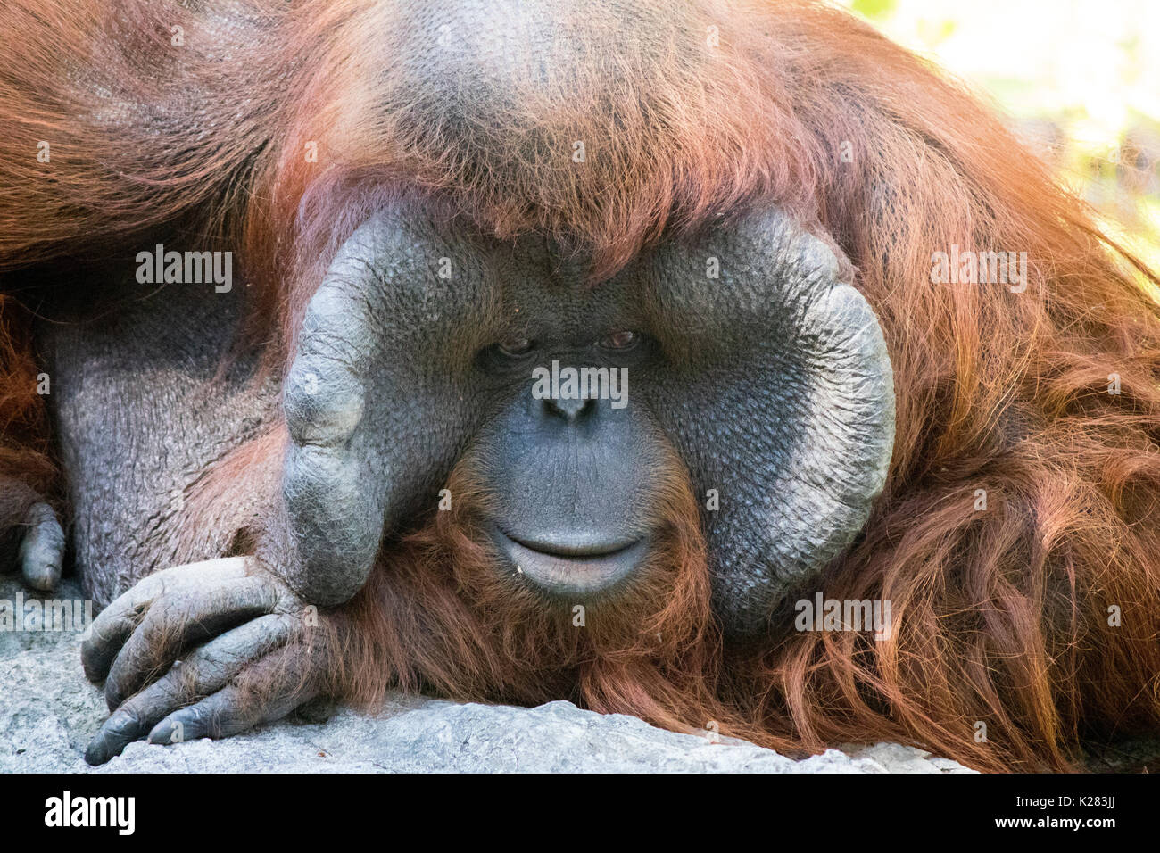 Orangutan waiting for people to take pictures in the zoo in Thailand, sometimes it looked sad Stock Photo