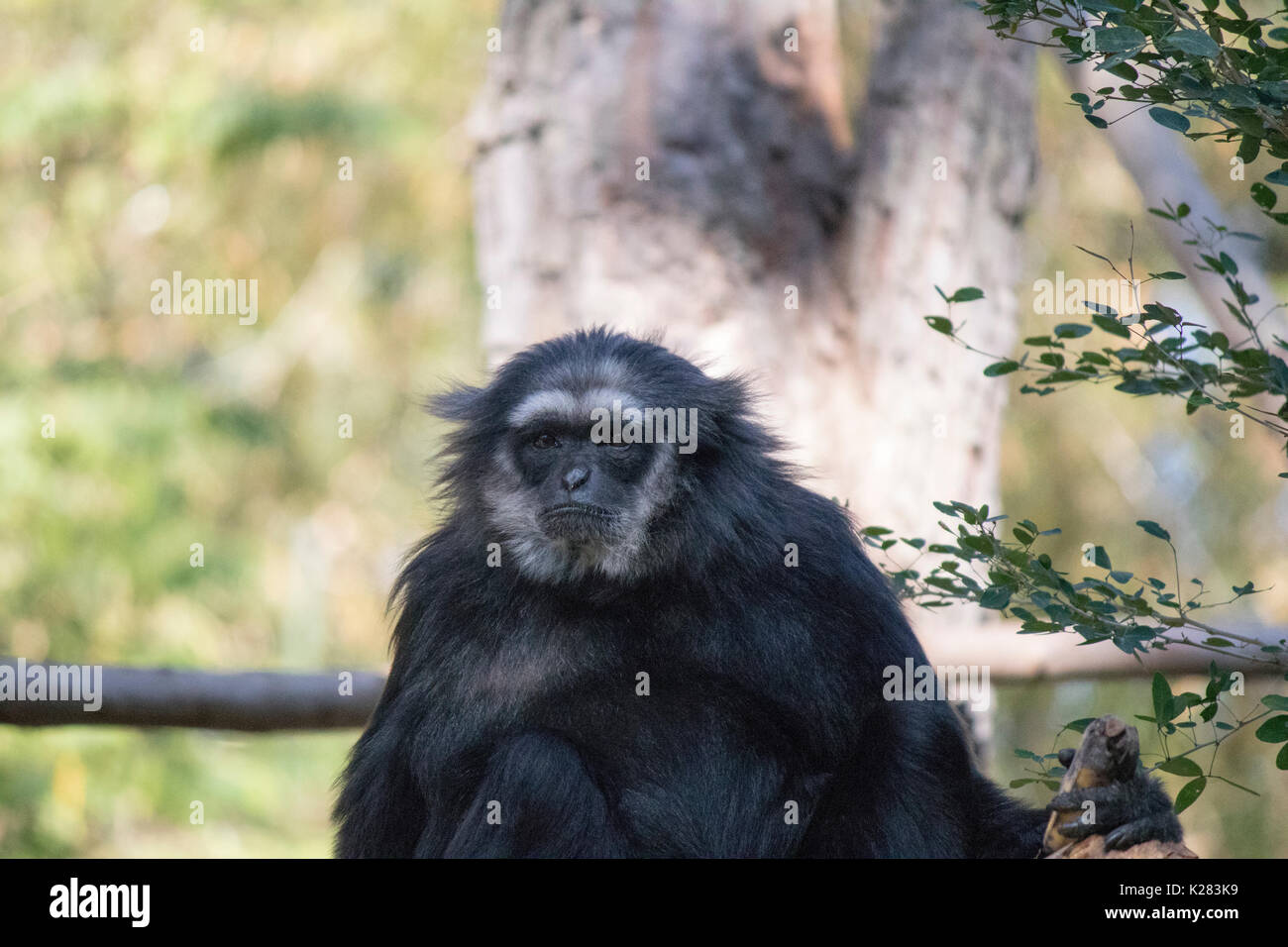 Monkey standing inside a tree in the zoo in Thailand Stock Photo