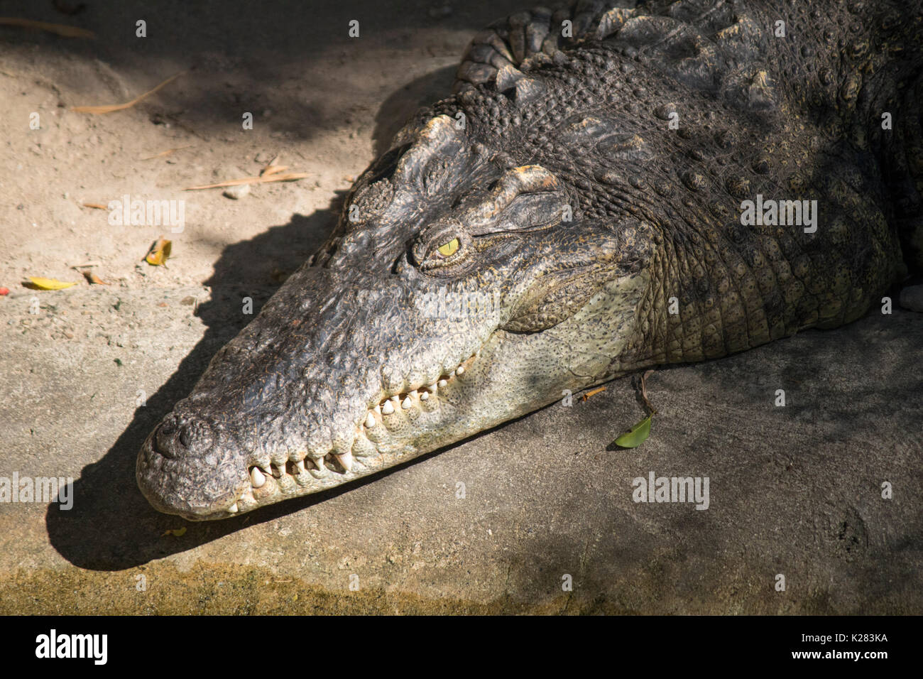 Crocodile standing in the sun, in the zoo Stock Photo