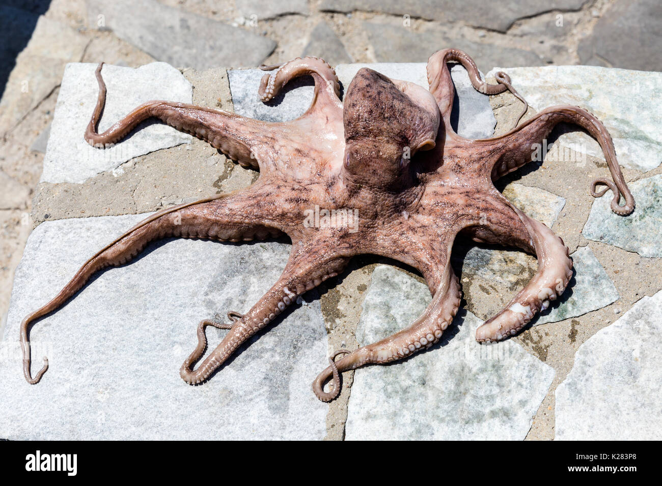 Dead octopus hires stock photography and images Alamy