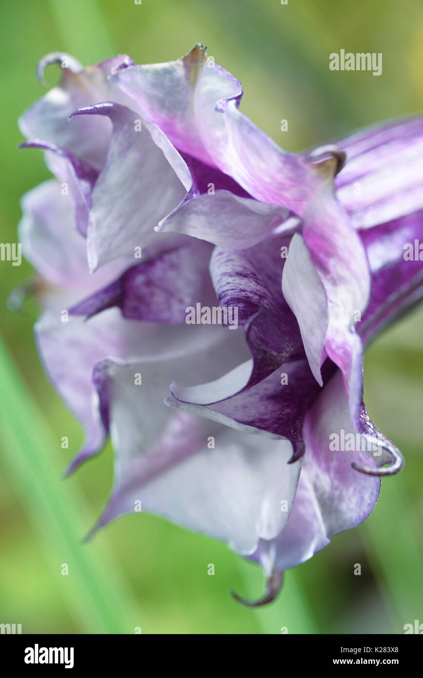 Datura metel fastuosa, Purple Ballerina, flower blossom closeup of white and purple petals. Alson know as Devil's trumpet or Angel's trumpet. Stock Photo