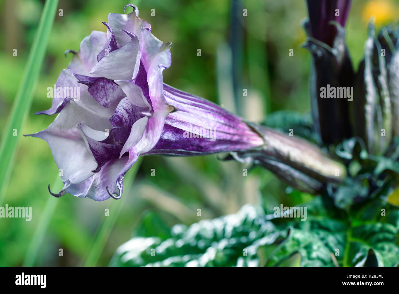 Datura metel fastuosa, Purple Ballerina, flower blossom. Alson know as Devil's trumpet or Angel's trumpet. Side view. Stock Photo
