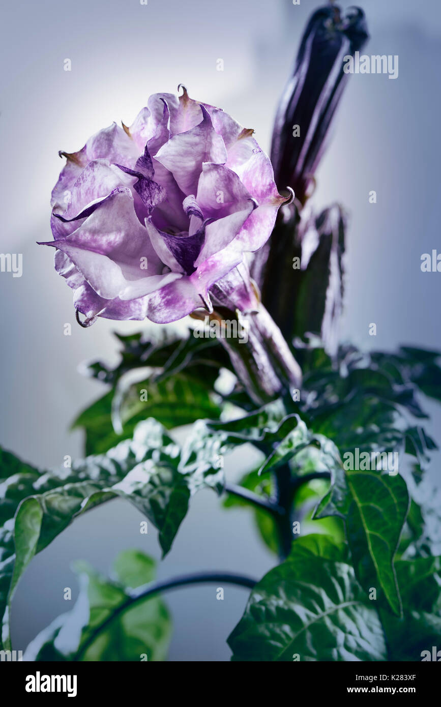thumbnail image 2 of Purple Devil Trumpet Datura Seeds - Ballerina Variety, Double & Triple Flowers, 10 Seeds Pack 2 of 14
