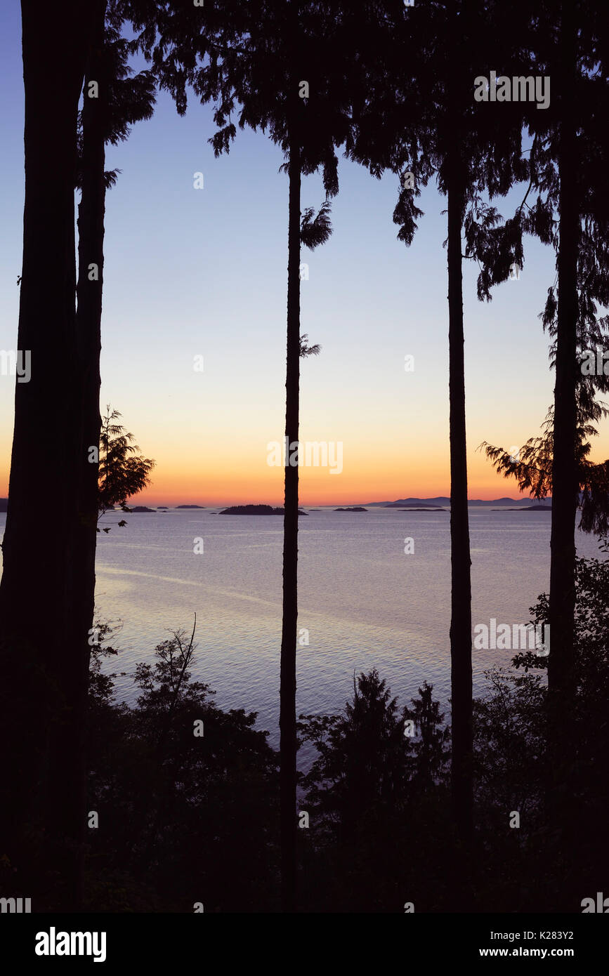 Sunset sky over the ocean nature scenery view through tall cedar trees framed by branches. Strait of Georgia, Salish Sea, Pacific Ocean in Nanaimo, Va Stock Photo